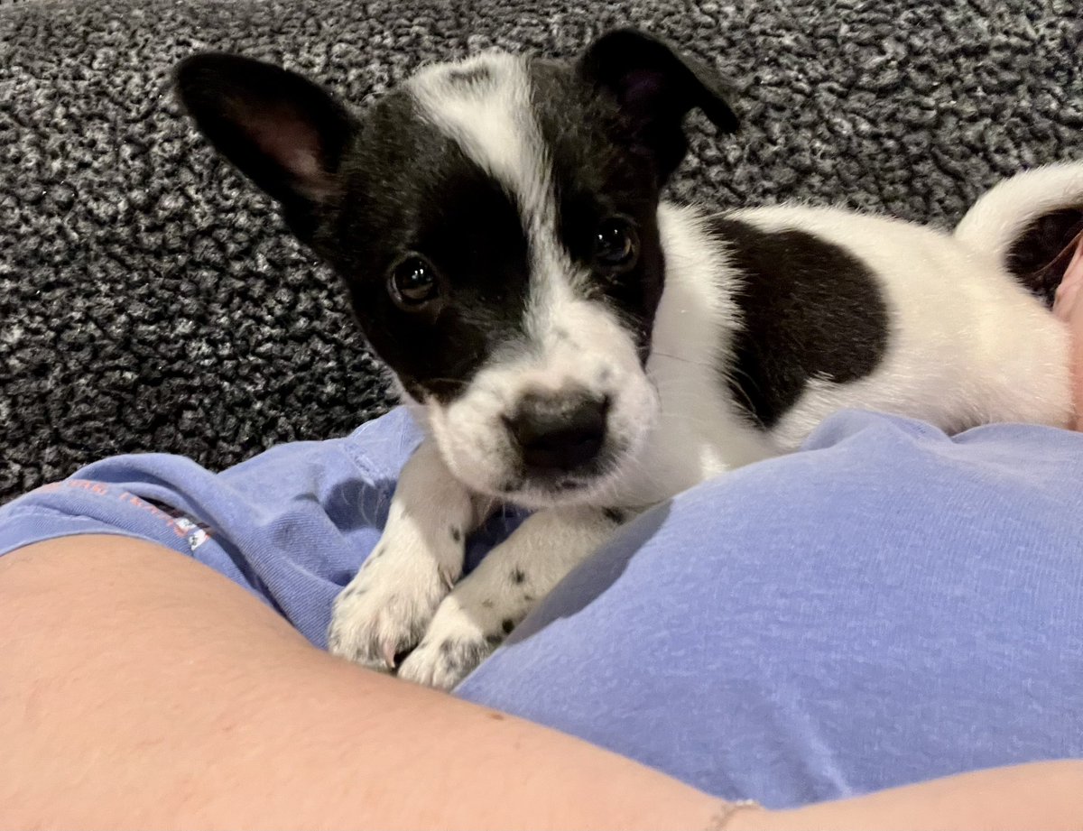Everyone meet my new heeler pup, Ozzy Pawsbourne AKA Ozzy🥰
