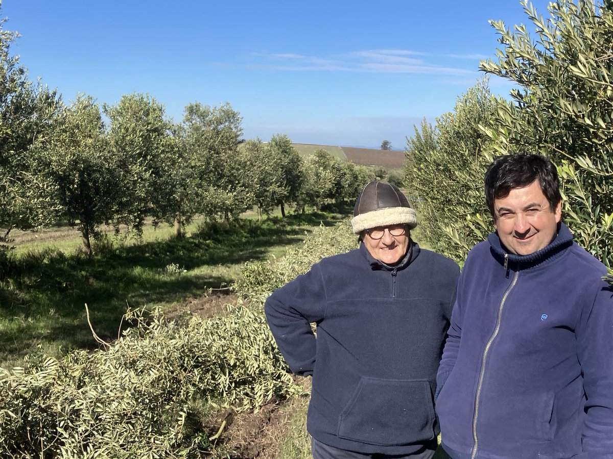 Ahora si! Es el tiempo de poda en #piqueroto para mantener #olivos vigorosos y #frutasana