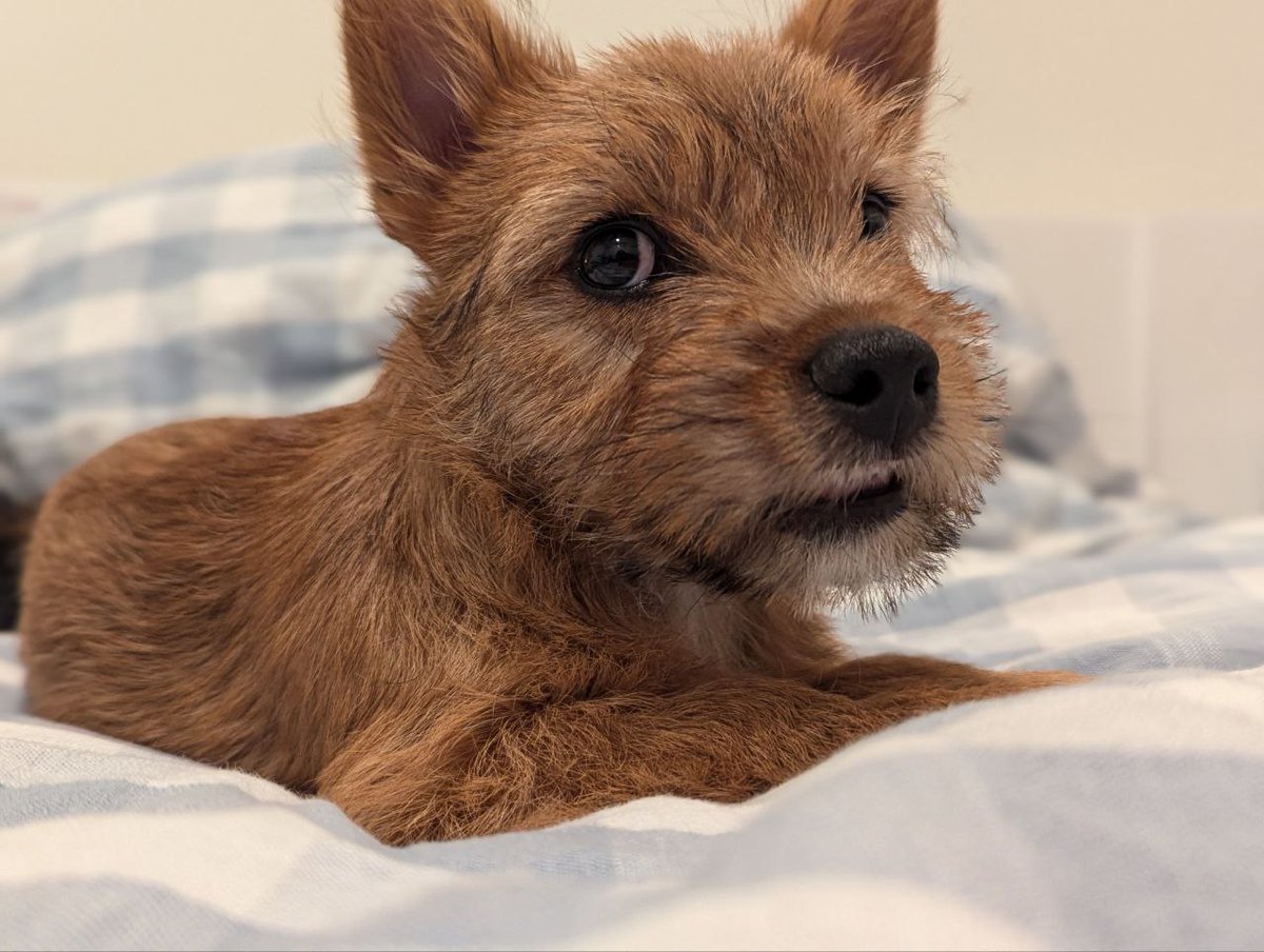 Jonathan Libgober (same handle on other places) tweet media