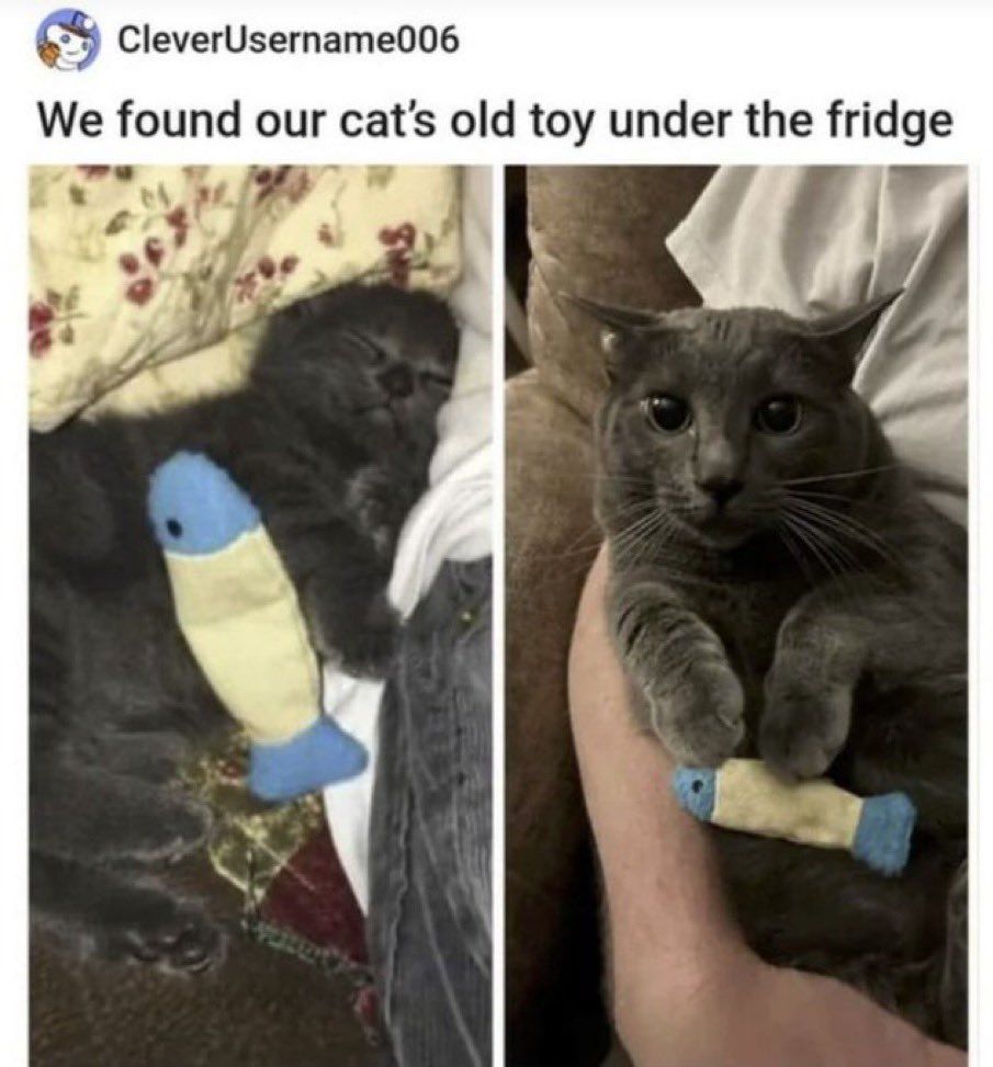 ShouldHaveCat's tweet image. 