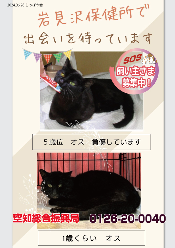 shipponokai's tweet image. 保健所全道134頭/飼主探しノート全道228頭/岩見沢保健所では、負傷した1歳位の黒猫のオスが出会いを待っています。交通事故により骨盤を骨折して歩くことも困難でしたが、現在はゆっくり歩けるようになりました。もう1頭も黒のオス…
空知総合振興局：0126-20-0040
sorachi.pref.hokkaido.lg.jp/hk/kks/kainusi…
＃保健所