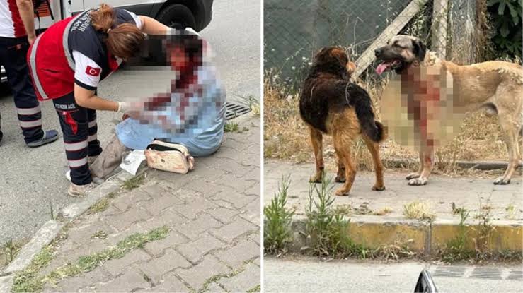 🔴Sağlık Bakanlığı verilerine göre 2024 yılında 470.000 vatandaşımızın başıboş köpekler tarafından ısırıldığı ortaya çıktı.