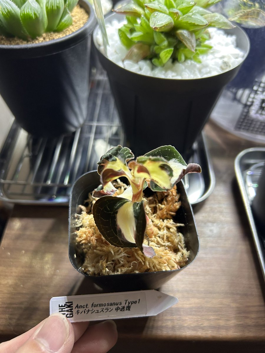 Naoz0912's tweet image. 昨日の成果②
#nativeforest #ジュエルオーキッド
#Jewelorchid #斑入り

バッチ購入しそびれた🥹