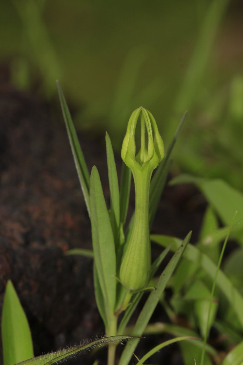 Akshay Mandavkar🌿 tweet media