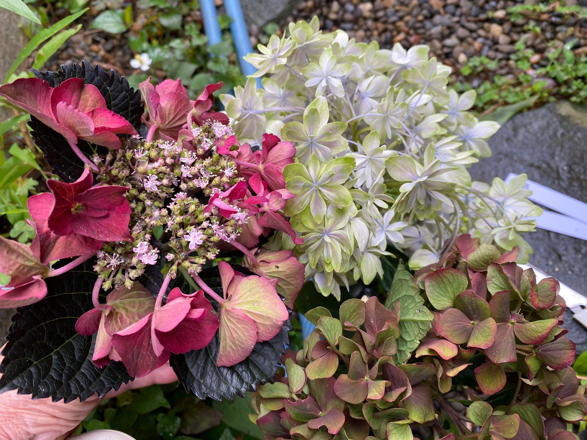 ハル様♡ありがとうございます♡ 桜縁はる🌸📣 on X: 