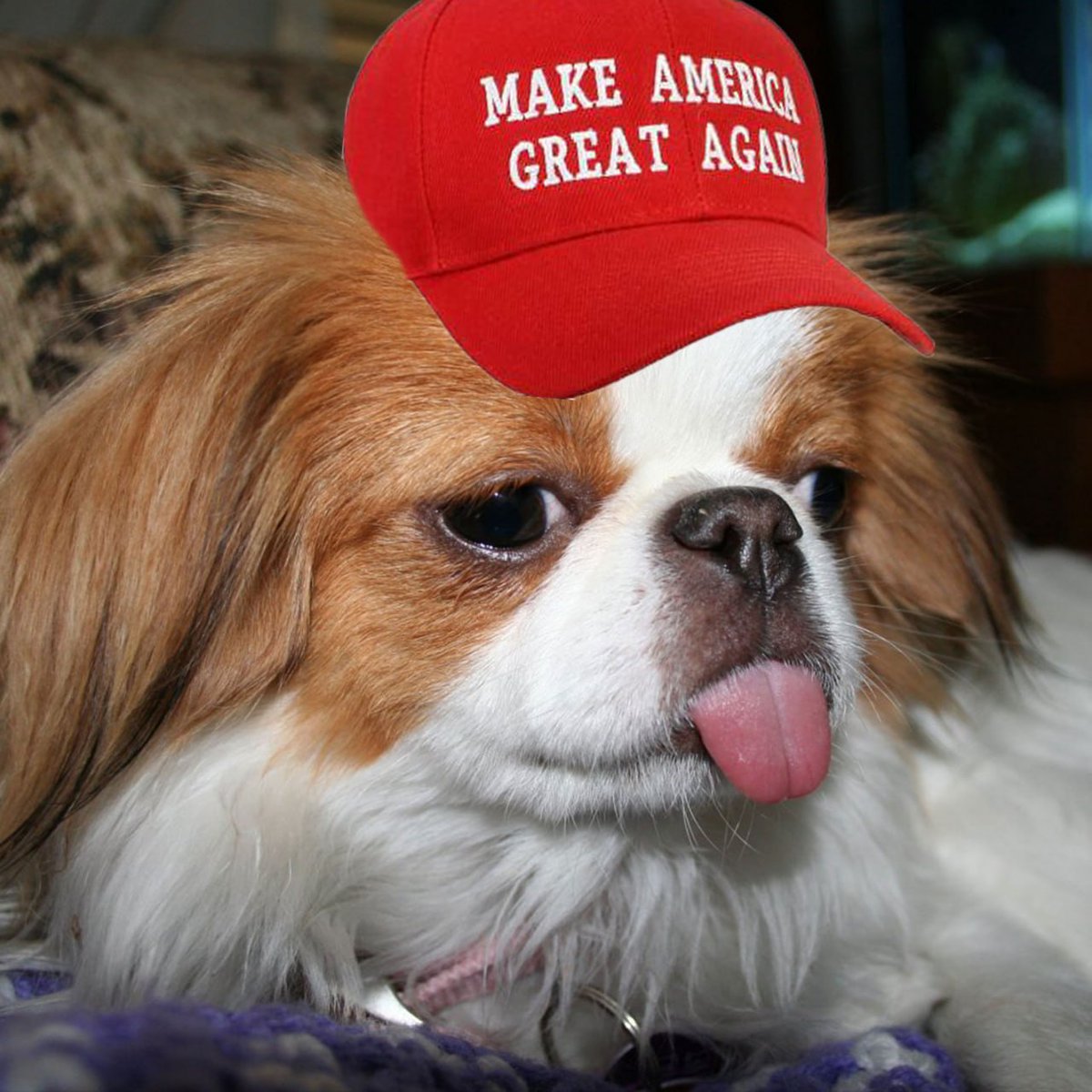 <a href="/SolanaFloor/">SolanaFloor</a> Holy shit. 

When Biden goes into the old folks home in November he will need a cute doggo to comfort him. 

I think $CHIN is probably his best bet. 

(I think Biden would like the hat)

t.me/Chin_cutedog

pump.fun/DKy8XrHkqSpBWK…
