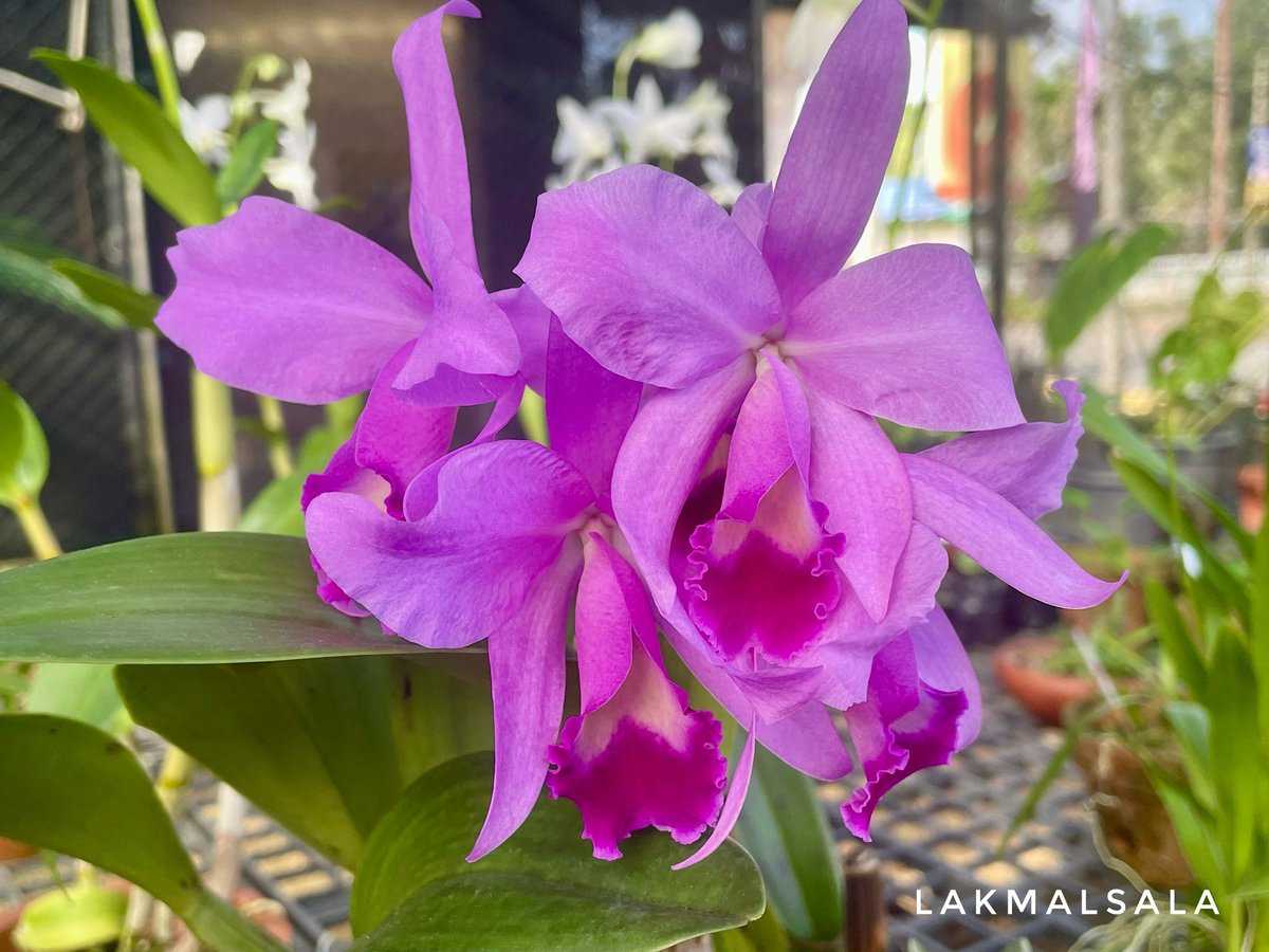 ExoticsOrchids's tweet photo. Good morning all 
Cattleya plants available with flowers at Lakmalsala - Pasyala 
#orchids #ලක්මල්සල #lakmaluyana #lakmalsala #LakmalUyanaGardenCentre #cattleyaorchid https://t.co/SsDQNHP6sV