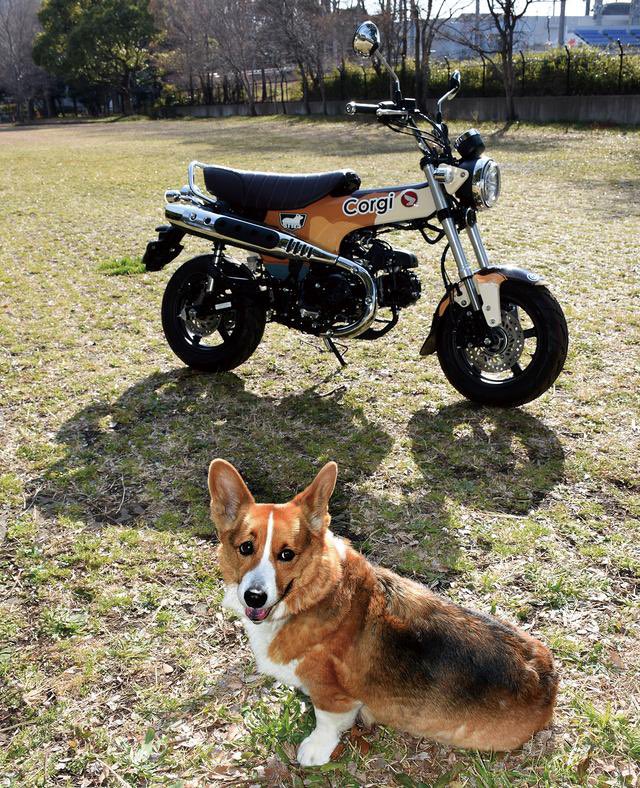 motospo_'s tweet photo. ホンダ「ダックス125」をコーギーに変身ッ！ ミニバイクは“ラッピング”でここまで変わる
https://t.co/amJMVi60sK

ペイントと大きく違うのは、ラッピングシートを剥がしてしまえば、ノーマルに戻せるというポイント。新車時にラッピングすれば、剥がして新車に戻せるのだ！ https://t.co/W1bNASnpxE