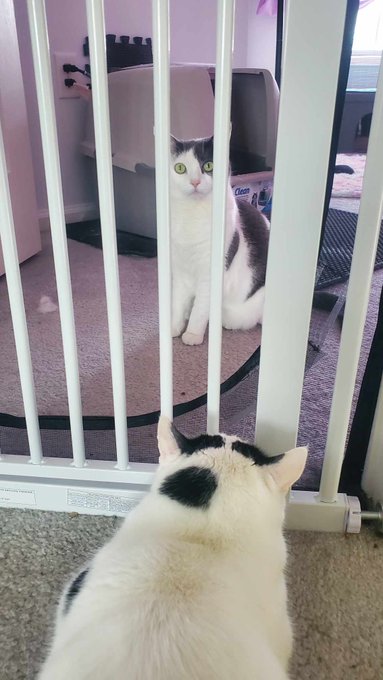 We are now referring to Amelia as our Royal Captive. Shes in "jail" in the same way an exiled former