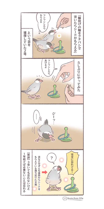 2号に輪投げの輪をツンツンしてシードをもらう芸を教えてたけど、それほど必要性を感じないと忘れるっぽく合理性を感じる
#文鳥 
#4コマ漫画 