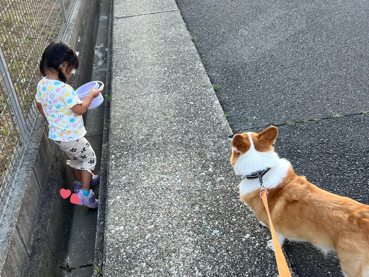 corgi_mugi's tweet photo. 1時間で300mくらいしか進まない散歩(ダンゴムシ採取中) https://t.co/is8y06s4YC