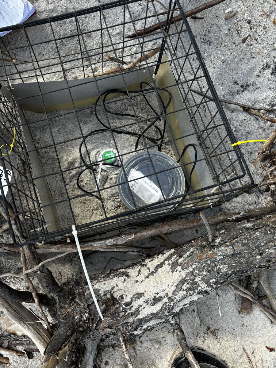 Jessica McGlinsey, M.Ed. (@jessmcg99) on Twitter photo #TurtleThursday 🐢 🌖 ☀️ Along the shores of the Chesapeake Bay! Found another nest 🥚 Gathered data & deployed more loggers to better understand nesting conditions and the terrapin hatchings’ response to #climatechange 🌎
<a href="/KHayhoe/">Prof. Katharine Hayhoe</a> <a href="/deepseadawn/">Dr. Dawn Wright + @deepseadawn.bsky.social 🇺🇦</a> <a href="/GlobalEcoGuy/">Dr. Jonathan Foley</a> <a href="/ProjectDrawdown/">Project Drawdown</a> #TurtleThursday 🐢 🌖 ☀️ Along the shores of the Chesapeake Bay! Found another nest 🥚 Gathered data & deployed more loggers to better understand nesting conditions and the terrapin hatchings’ response to #climatechange 🌎
<a href="/KHayhoe/">Prof. Katharine Hayhoe</a> <a href="/deepseadawn/">Dr. Dawn Wright + @deepseadawn.bsky.social 🇺🇦</a> <a href="/GlobalEcoGuy/">Dr. Jonathan Foley</a> <a href="/ProjectDrawdown/">Project Drawdown</a>