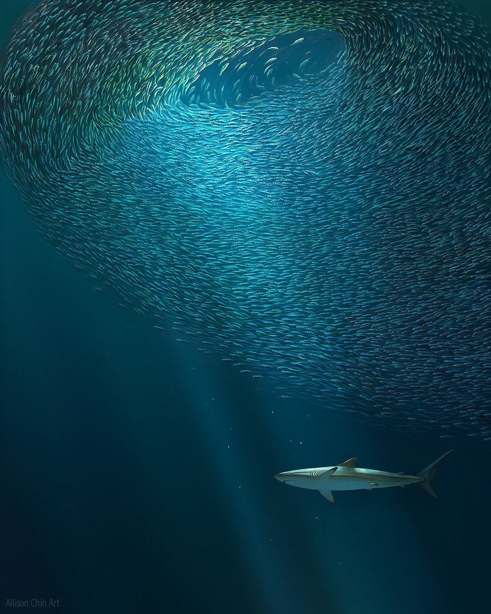 Beneath the Bait Ball