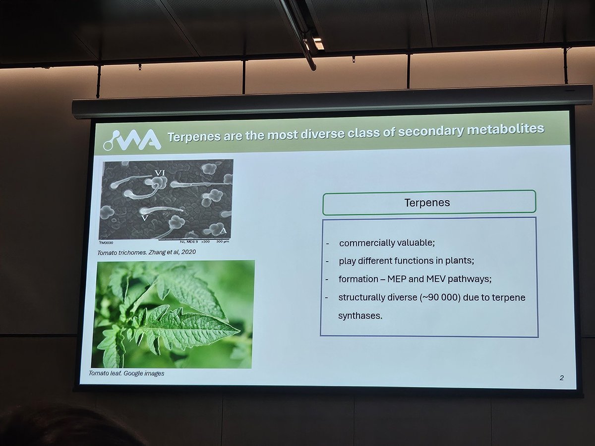 LimCheeLiew's tweet photo. A great talk @ipmb2024 by @GvaramiyaSofa from @lewseylab @SABE_latrobe on unravelling the transcriptional regulation of terpene biosynthesis in plants. https://t.co/YZuMSLkdPf