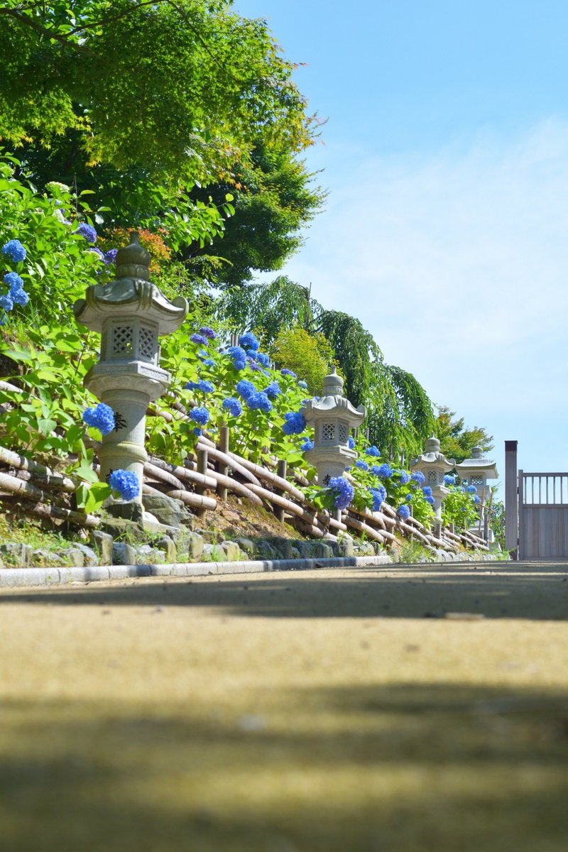 kyutech_camera's tweet photo. こんにちは！九工大カメラ部です📸

6/16(日)に撮影会で篠栗町の呑山観音寺にお邪魔しました😊

紫陽花が境内の至る所に咲いていて、綺麗な写真をたくさん撮ることができました！

#ファインダー越しの私の世界 
#写真好きな人と繋がりたい
#カメラ
#九工大 https://t.co/BmT7sSjQVW