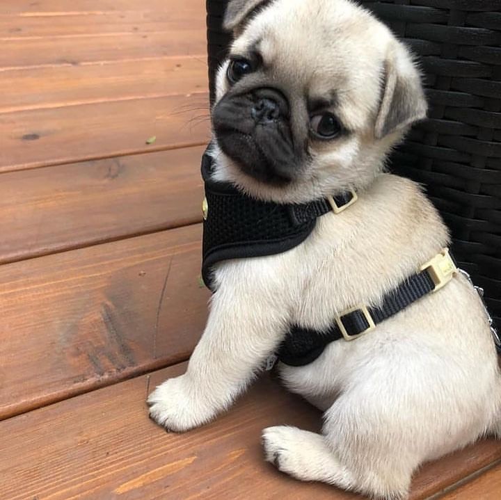 pugclub1's tweet photo. Love love love! πππ #pugmania #puppypug #dailydoseofpugs #speakpug #ilovepugs #pugsproud_feature #cutepug #pugglelove #mops #pugalier #pugchat #pugglelife https://t.co/ZX8uS7ed36