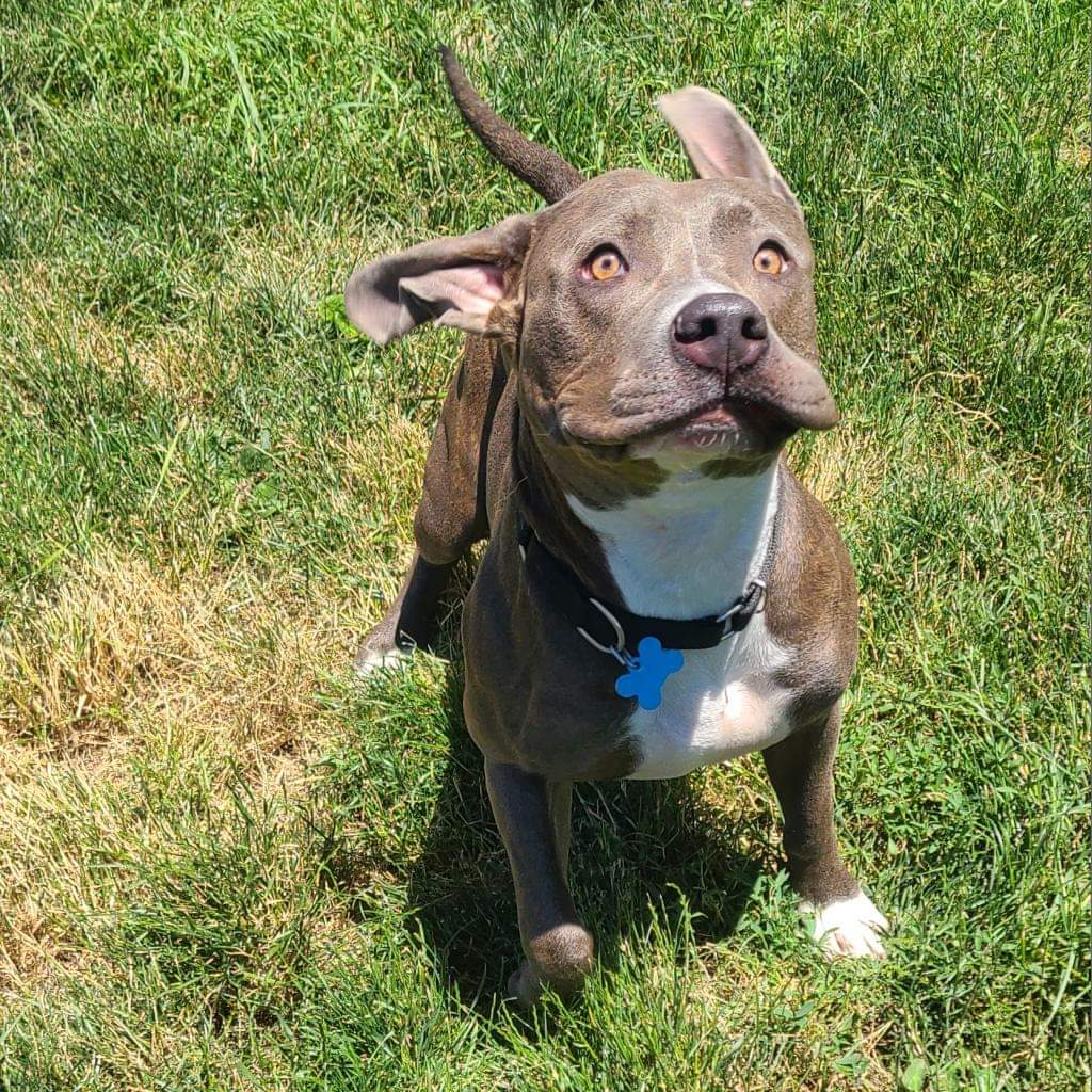 Furry Friends Refuge tweet media