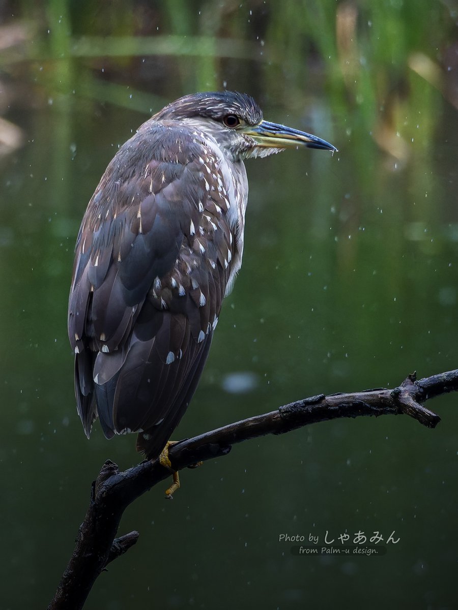 KodaHiroshi's tweet image. おや？
こんな時間に表へ出てくるのは珍しい。
何か良いことありそうだ。😊

OLYMPUS E-M5 Mark II 
M.ZUIKO DIGITAL ED 75-300mm F4.8-6.7 II  

#OLYMPUS #EM5 #ゴイサギ #ホシゴイ