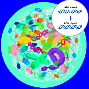 Alain Schuhl (@alainschuhl) on Twitter photo Quand les protéines s’associent pour recoller l’ADN
inc.cnrs.fr/fr/cnrsinfo/co… en formant un compartiment autour de l’ADN fragmenté, une sorte de bioréacteur concentrant localement les réactifs et accélèrant ainsi la cinétique de la réparation.
<a href="/CNRSchimie/">CNRS Chimie</a> <a href="/CNRSbiologie/">CNRS Biologie</a> <a href="/cnrs/">CNRS 🌍</a> Quand les protéines s’associent pour recoller l’ADN
inc.cnrs.fr/fr/cnrsinfo/co… en formant un compartiment autour de l’ADN fragmenté, une sorte de bioréacteur concentrant localement les réactifs et accélèrant ainsi la cinétique de la réparation.
<a href="/CNRSchimie/">CNRS Chimie</a> <a href="/CNRSbiologie/">CNRS Biologie</a> <a href="/cnrs/">CNRS 🌍</a>
