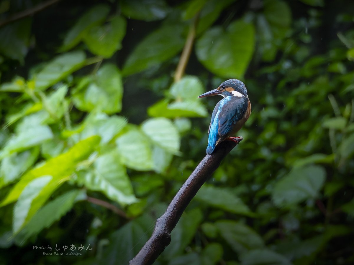 KodaHiroshi's tweet image. とりま生存確認が出来た。
普段の定番位置で見かけなくなったんで心配してたのよね～。
ま、元気ならそれで良い。😁

OLYMPUS E-M5 Mark II  
M.ZUIKO DIGITAL ED 75-300mm F4.8-6.7 II
#OLYMPUS #EM5 #カワセミ