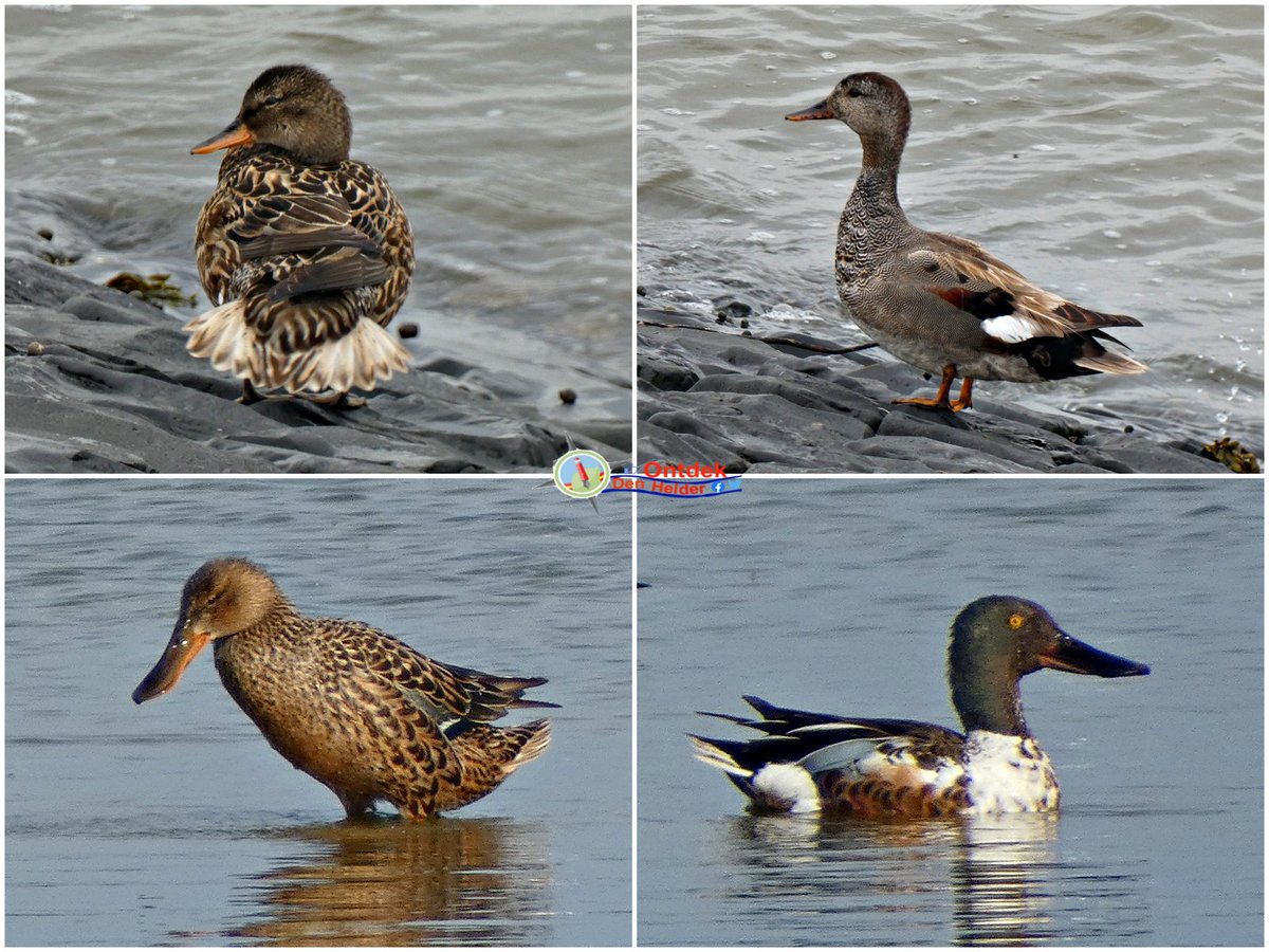 ontdekdenhelder's tweet photo. De #krakeend en de #slobeend, net even anders dan een #wilde_eend - #natuur #DenHelder #ducks #Gadwall #Shoveller #vogels #birds #naturephoto https://t.co/bKmxjlmpNh