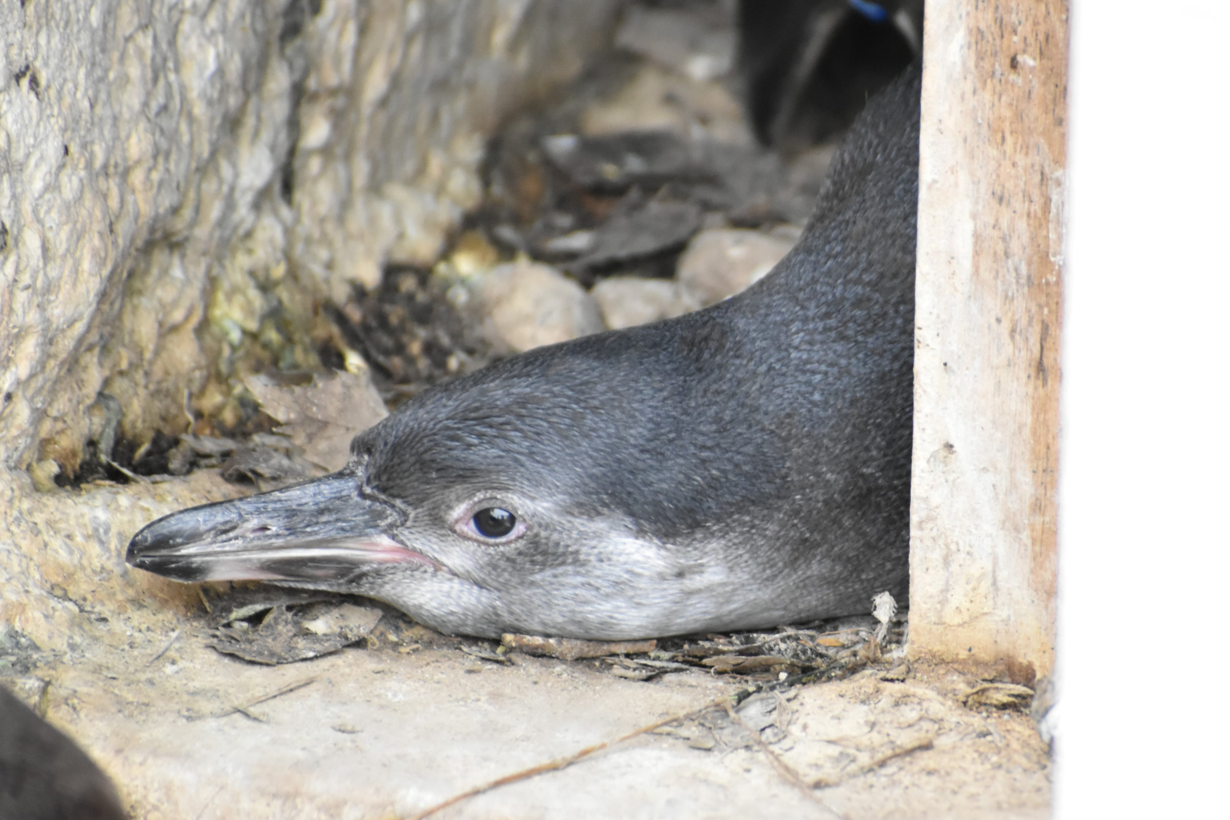 名古屋市東山動植物園 в X: „当園は 2種の #ペンギン を飼育し