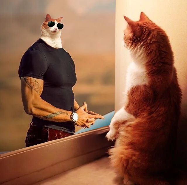 ReflectCatSol's tweet photo. @Melvinmcap #Reflect https://t.co/1x5TziF8cG