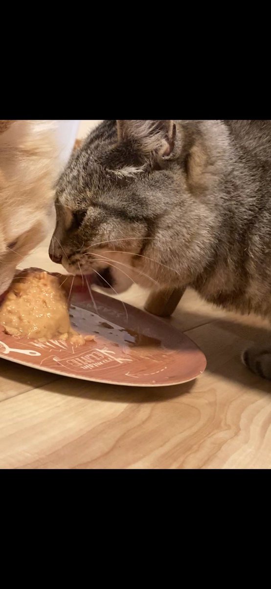 nekokoyuki0126's tweet photo. こゆちゃんに会いたいなぁ🥲
毎日思い出さない日はないです。どこかに保護されていたら本当に嬉しいなぁと思います🥲安否だけでも知りたいです…。
どうか似た猫を飼った人を知っている、似た猫を見かけたなどありましたら、どうか情報お願いします🥲　
#旭川　#迷い猫 https://t.co/TktsK76Y8A
