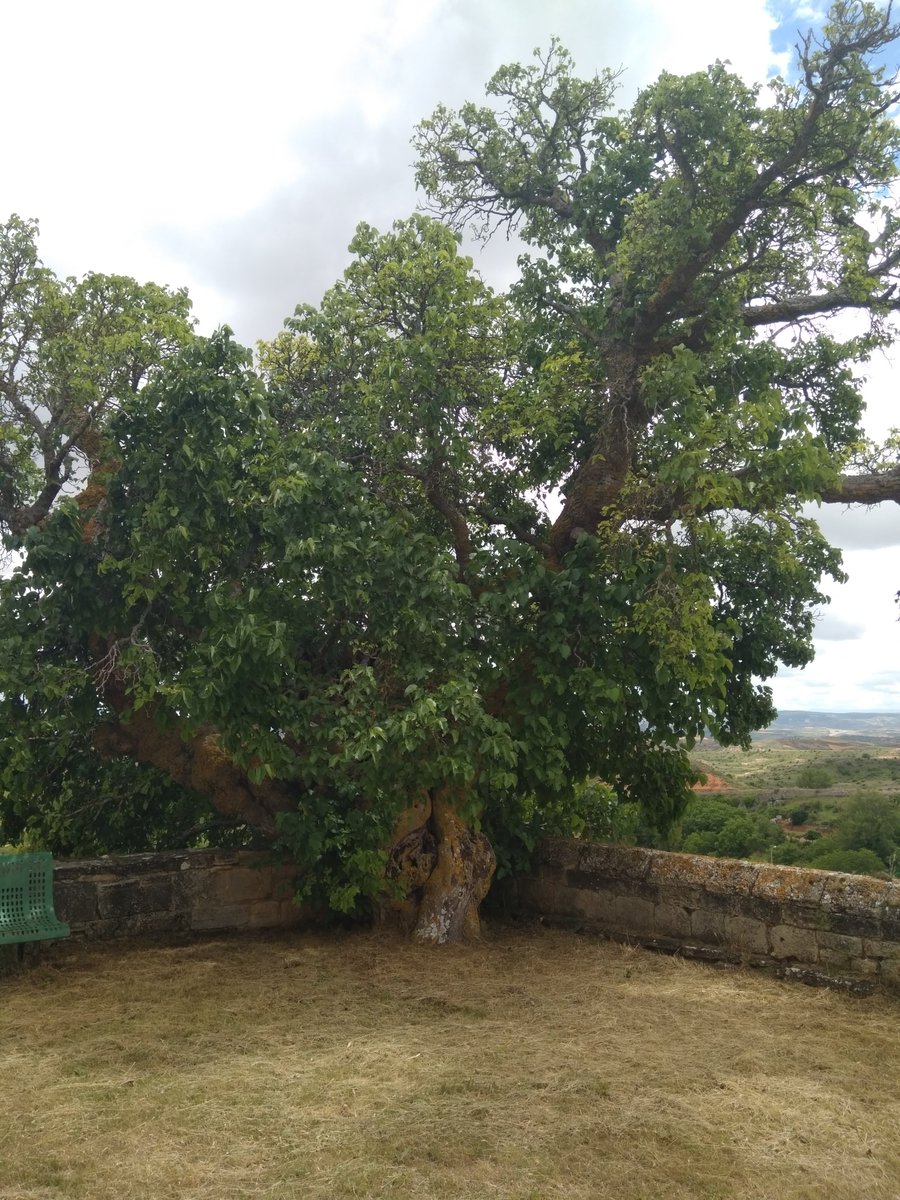 Románico de La Bureba tweet media