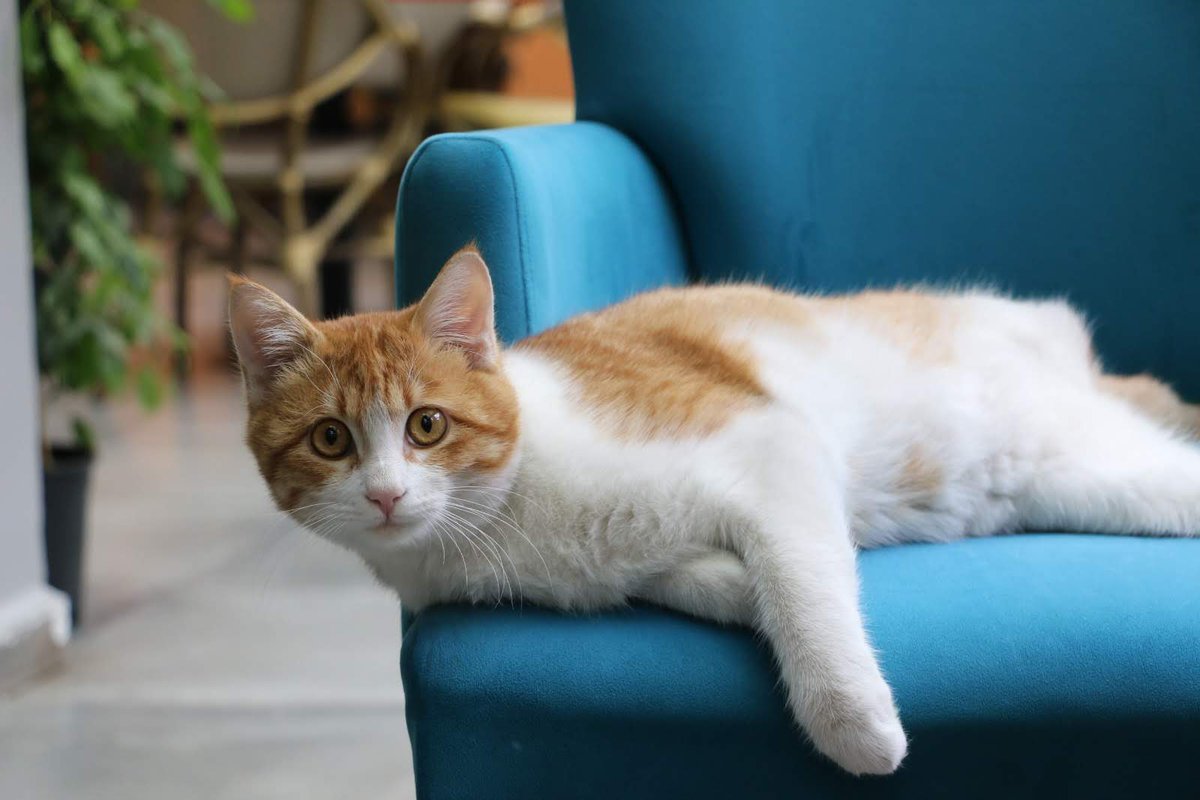 Her güne bir kedi bu da benim oğlum