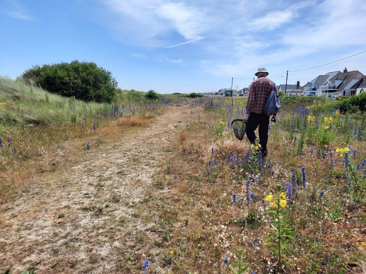 What a beautiful week of sunshine! We made the most of the weather by doing a bee and butterfly survey with volunteers at Greatstone Dunes, where we saw good numbers of invertebrates. Including this sharp-angled peacock moth. <a href="/fstonehythedc/">Folkestone & Hythe District Council</a> <a href="/mothsinkent/">KentMoths</a> <a href="/BumblebeeTrust/">Bumblebee Conservation Trust</a> #Kent