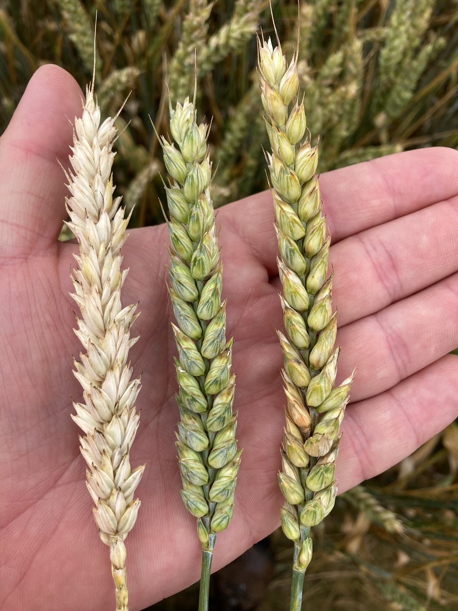 Emmanuel BONNIN tweet media