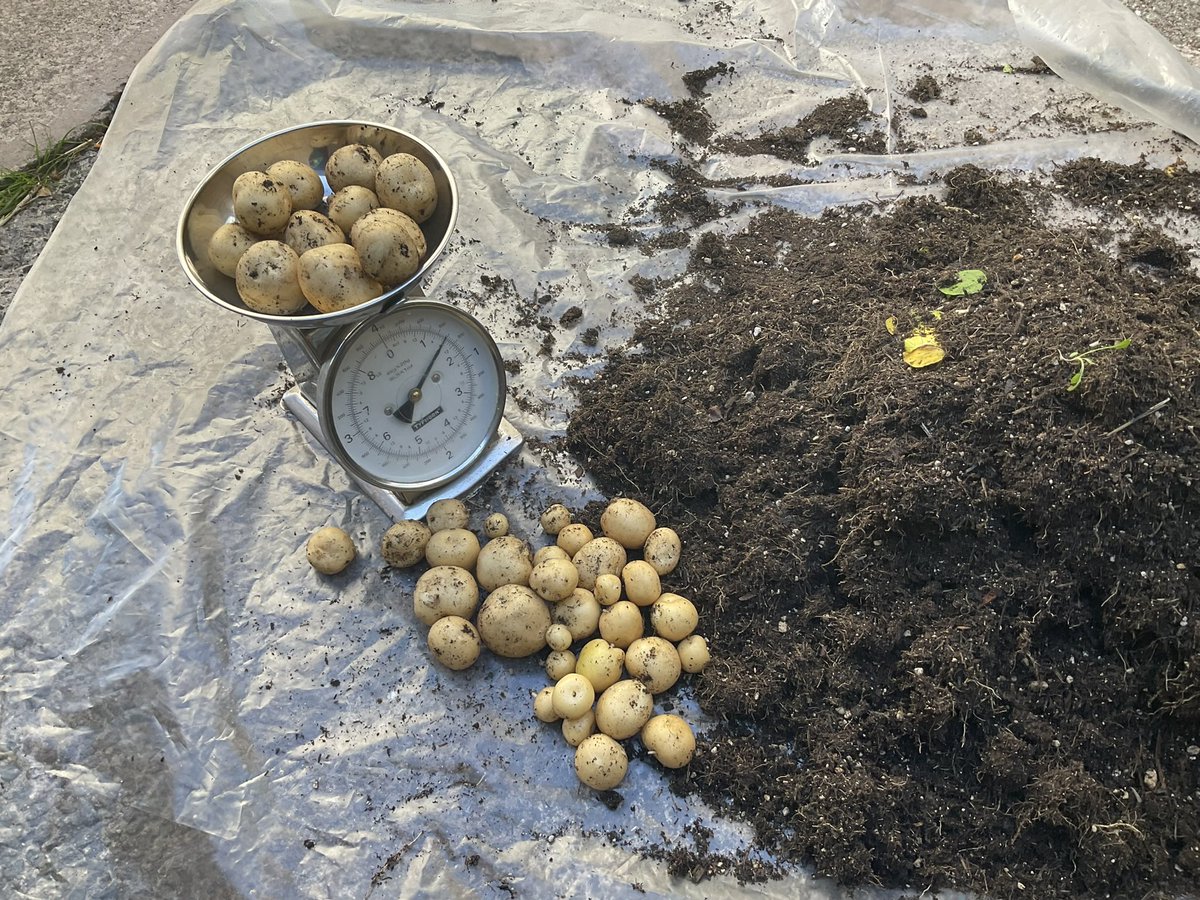 Thank you for all you entries for the tasty tatties competition. The winners are Carron Primary 2M with an impressive 1580g crop. A Special prize had to go to Killearn Primary for a brilliant Tattie project. Well done all. #potatogrowing #forthvalleyschools