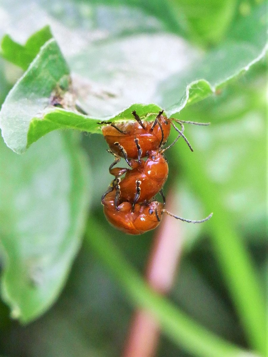 auster180xtt's tweet photo. #insectweek2024 https://t.co/Bs1ittQgqS