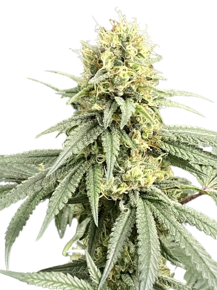 crop_house's tweet photo. 🍌 Banana Kush – Now 25% Off! 🍌🌿

Experience the sweet, relaxing effects of Banana Kush! Perfect for unwinding after a long day. Grab your seeds now at 25% off during our Rainy Season Sale. Don't miss out ! 🌧️💚

#RainySeasonSale #BananaKush #CropHouseSeedBank #GrowYourOwn https://t.co/sojbw7vLDA