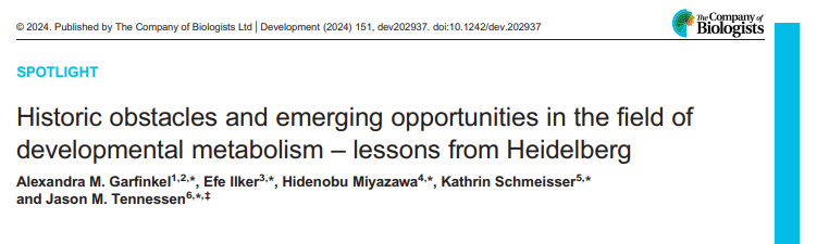 Historic obstacles and emerging opportunities in the field of developmental metabolism – lessons from Heidelberg

Read this Spotlight by Alexandra Garfinkel, Efe Ilker,  Hidenobu Miyazawa <a href="/HidenobuAnzo/">Hidenobu Miyazawa</a>, Kathrin Schmeisser and Jason Tennessen <a href="/TennessenLab/">Jason Tennessen</a>:
journals.biologists.com/dev/article/15…