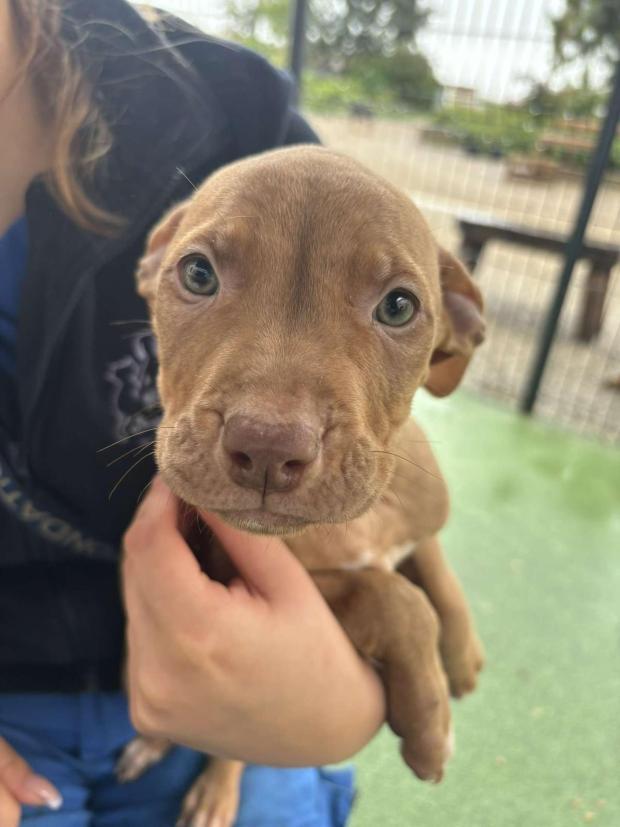 FBB_Officiel's tweet image. #SOSAdoption
🐶 EURYDICE, moins d&apos;un an !
Hello ! Mon histoire est bien triste... Ma maman a été utilisée pour de la reproduction... et moi, j’étais destiné à être vendu... Heureusement, la FBB est intervenue pour venir à notre secours afin de nous trouver à tous une chouette…