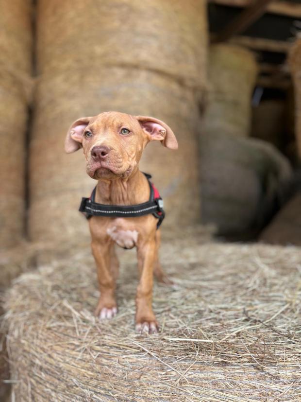 FBB_Officiel's tweet image. #SOSAdoption
🐶 EURYDICE, moins d&apos;un an !
Hello ! Mon histoire est bien triste... Ma maman a été utilisée pour de la reproduction... et moi, j’étais destiné à être vendu... Heureusement, la FBB est intervenue pour venir à notre secours afin de nous trouver à tous une chouette…
