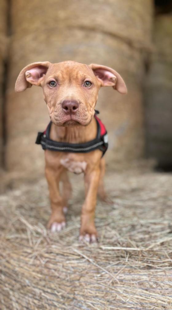 FBB_Officiel's tweet image. #SOSAdoption
🐶 EURYDICE, moins d&apos;un an !
Hello ! Mon histoire est bien triste... Ma maman a été utilisée pour de la reproduction... et moi, j’étais destiné à être vendu... Heureusement, la FBB est intervenue pour venir à notre secours afin de nous trouver à tous une chouette…