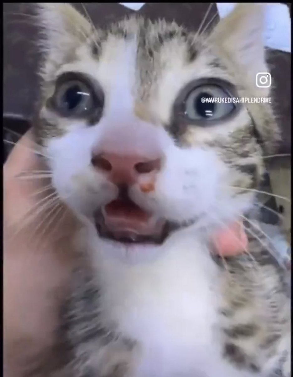 C31K’ üyesi beş kişi tutuklanmıştı neden serbest bırakıldılar sayın <a href="/AliYerlikaya/">Ali Yerlikaya</a> Eylemleri hala devam ediyor bunları kim durduracak ? Kod adı Alpcan denilen kişi soruşturuldu mu ? 

 #EbuCehilTutuklansın