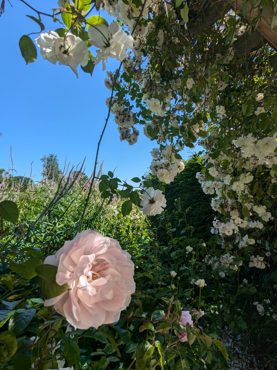 🌼🍋Helencello🍋🌼 tweet media