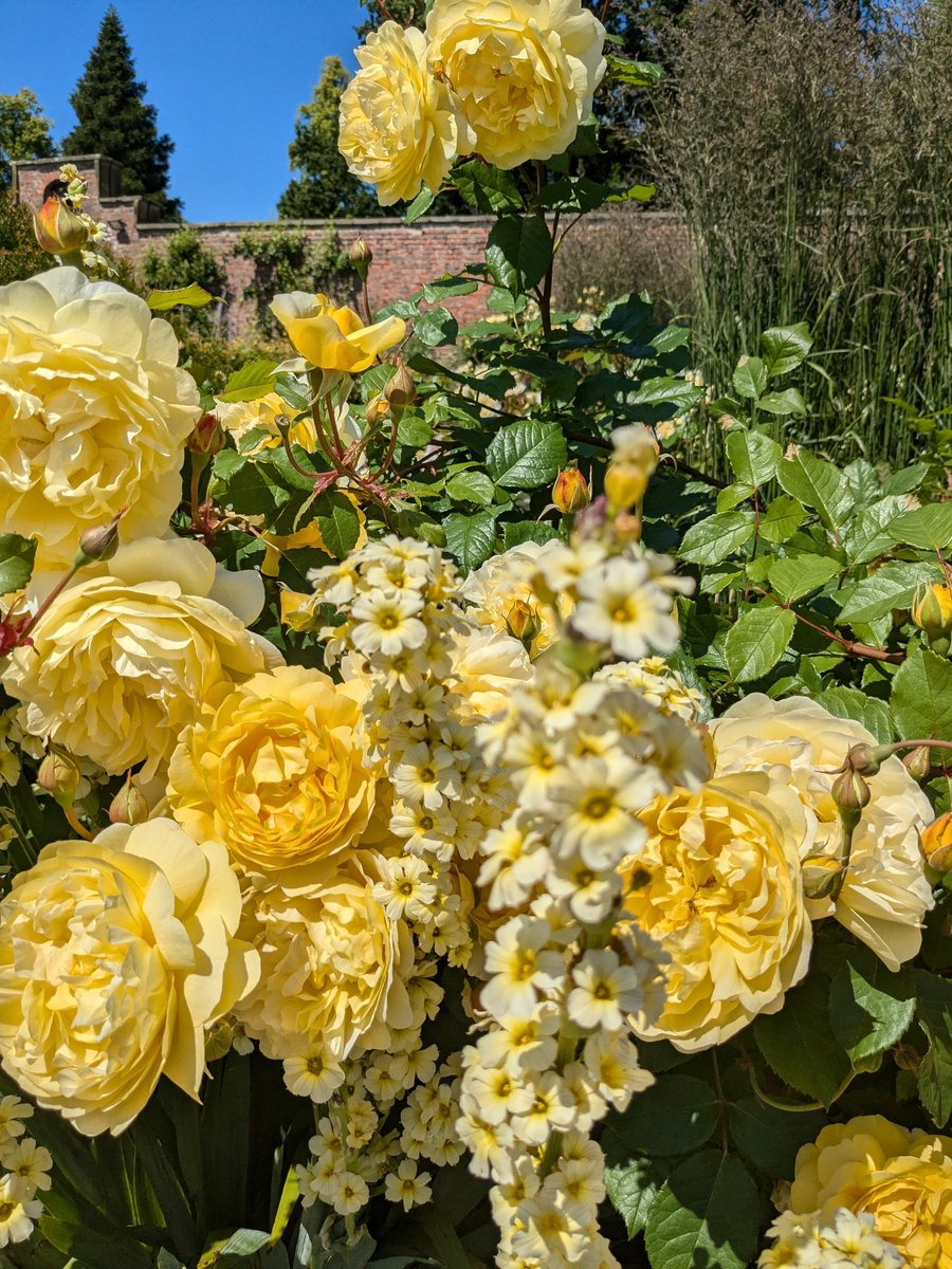 🌼🍋Helencello🍋🌼 tweet media