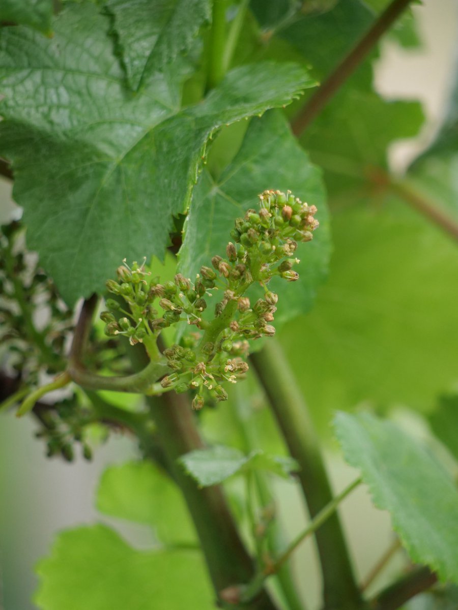 Christina Rasmussen she/her tweet media