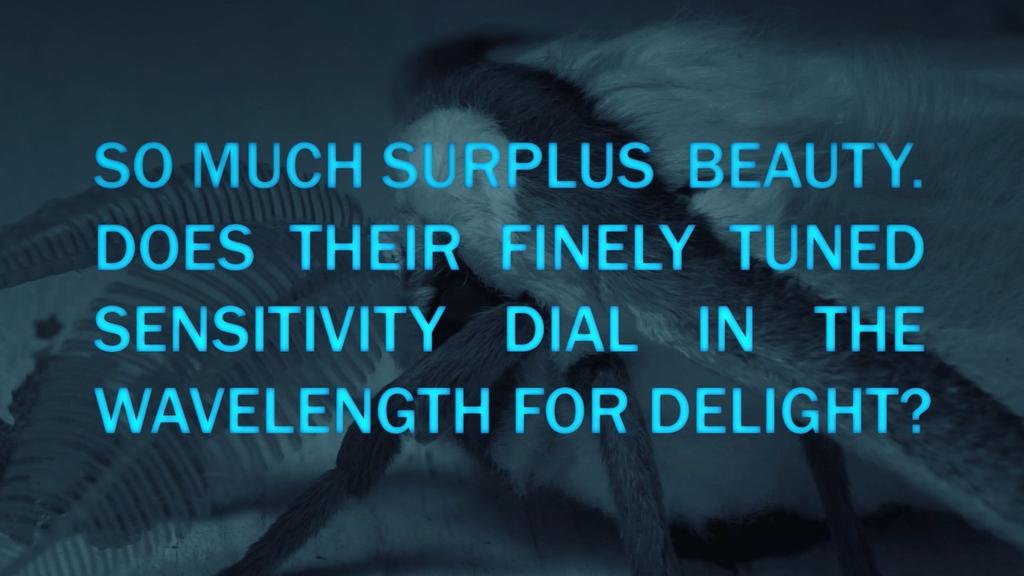 After its screening at <a href="/IFFR/">IFFR</a> 2024, Michael Gitlin's beautiful film on moths - as fragile carriers of meaning - will be shown in Amsterdam for the first time on Thu July 4! Director in attendance, with a night moth walk afterwards 🦋 | Tickets + details: amsterdamalternative.nl/tickets/16254