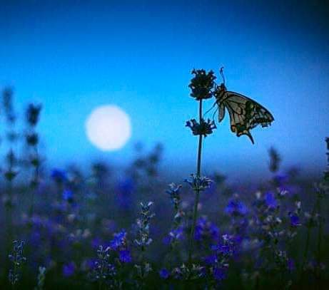 Put your thoughts to sleep, 
do not let them cast a shadow 
over the moon of your heart. 
Let go of thinking✨

💙Rumi🦋