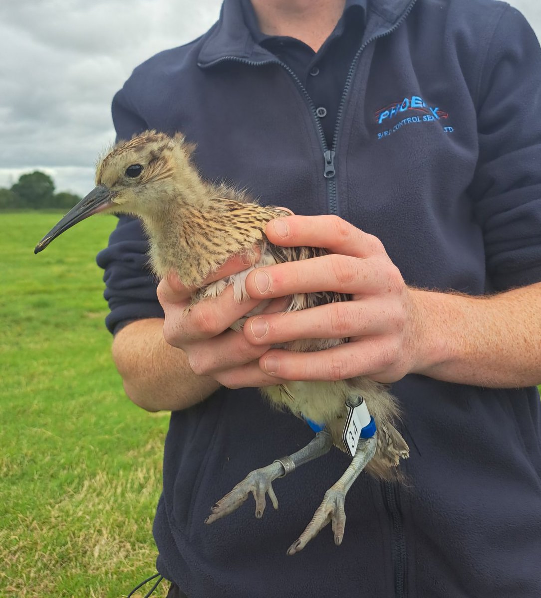 Kane Brides tweet media