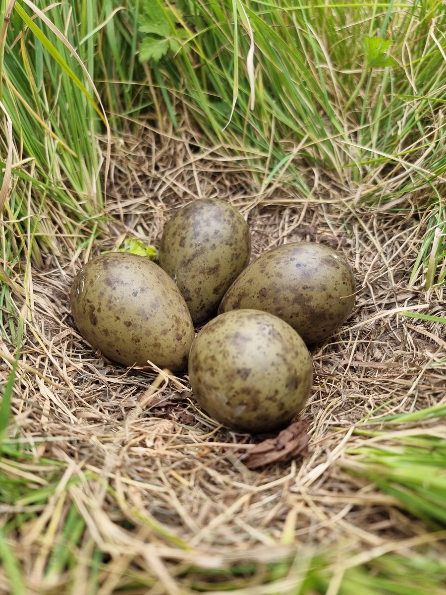 Kane Brides tweet media