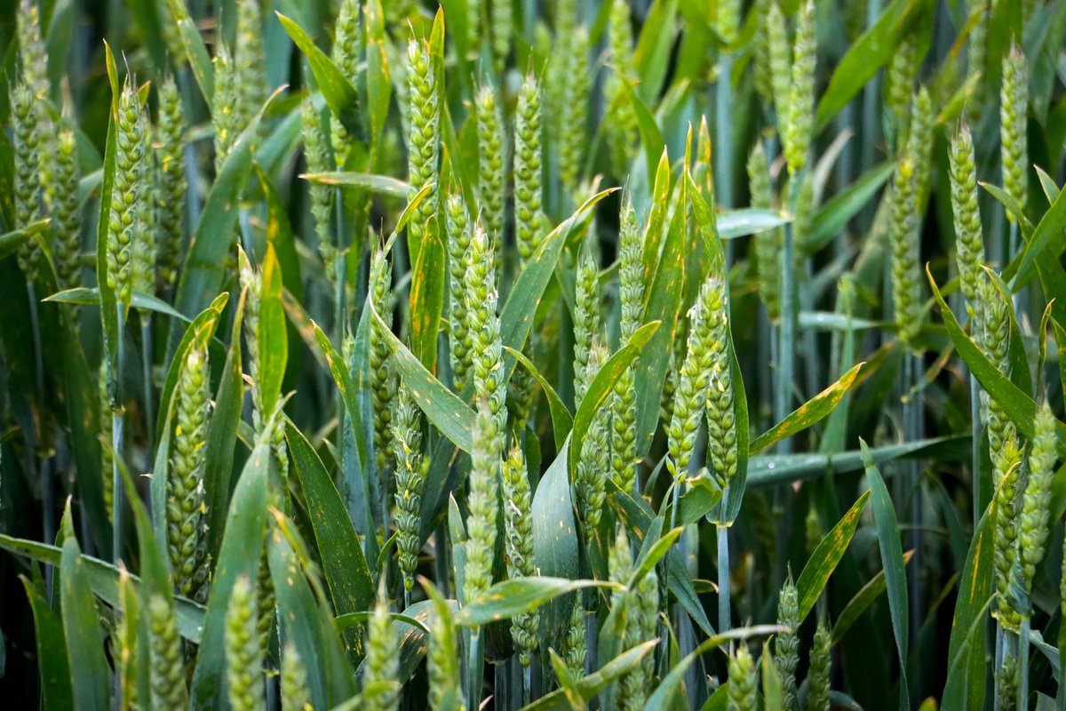 Simpsons Malt Ltd. tweet media