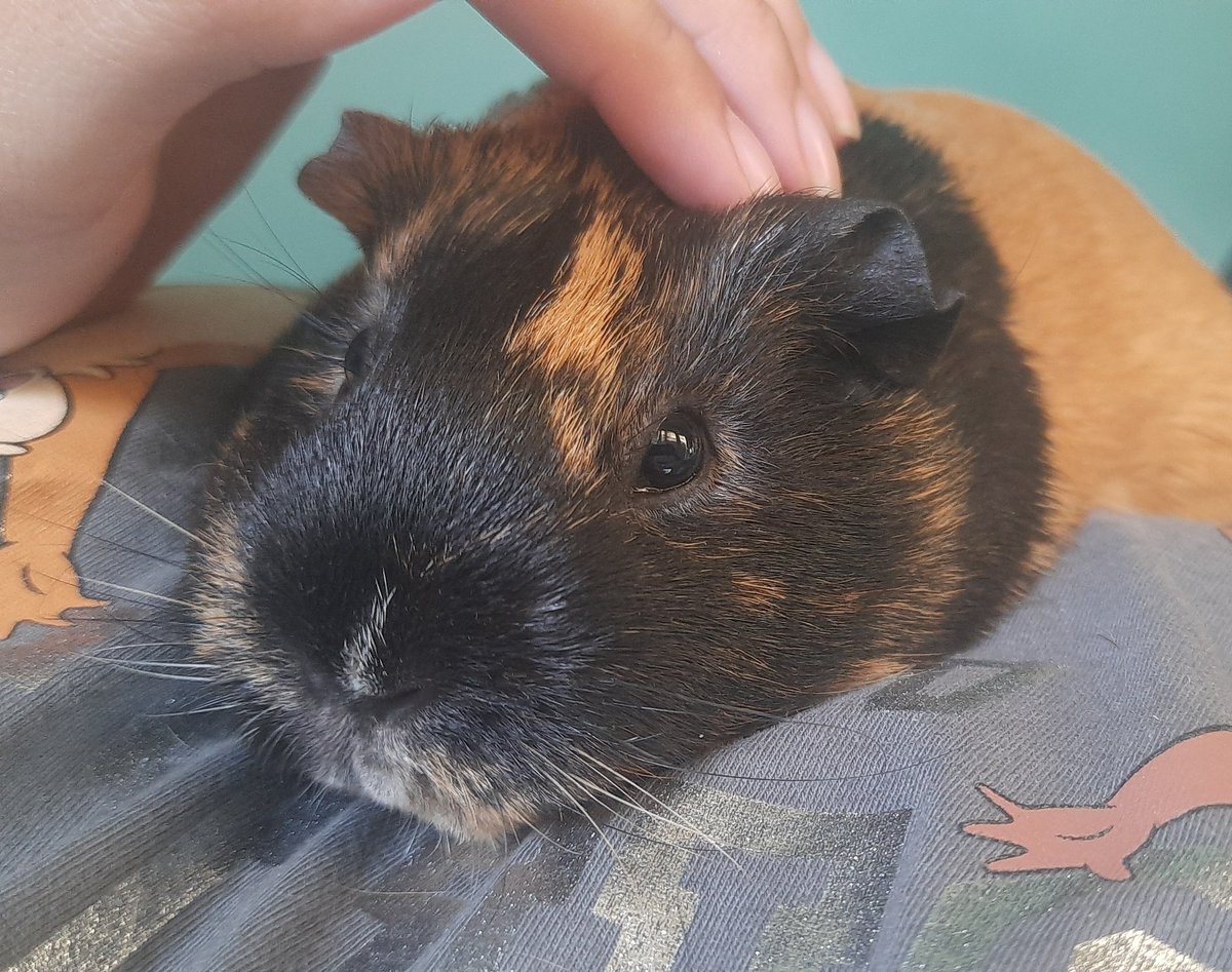 YuutsunaFuyu's tweet image. Luffy, obrigada por ter me mostrado como é ter o melhor amigo de todos