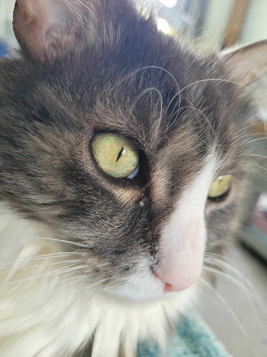 MrsBandMinnie's tweet image. Yay! You know how much we love a string lottery! 🧶 Leo has chosen for June. I wonder which colour he went for.... 🤔😂😻 #StringIsTheThing #StringLottery